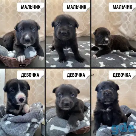 Щенки в добрые руки, фотография 1