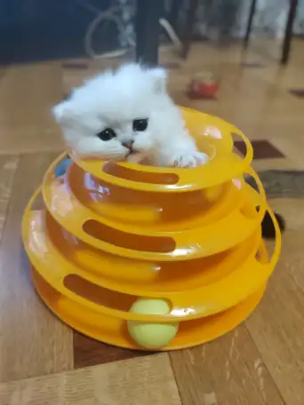 Продажа шотландского котенка, фотография 5