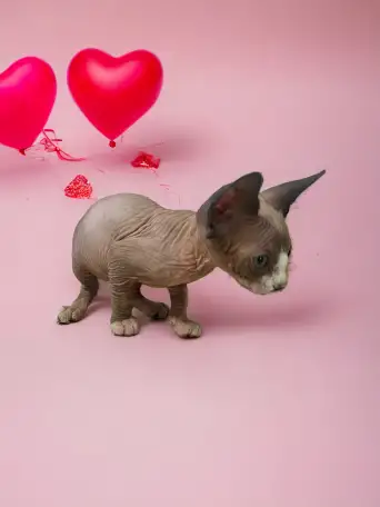 Котята канадского сфинкса, фотография 8