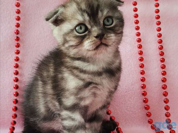 Шотландские котята, фотография 9