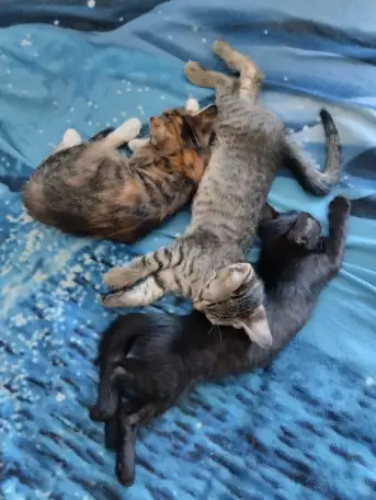 Отдам в хорошие руки котят или кошку, фотография 11