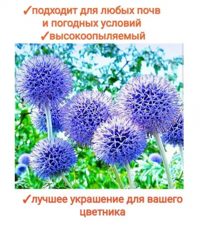 Мордовник шароголовый семена - лекарственное растение и отличный медонос, фотография 4