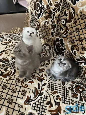 Продаются котята, фотография 4