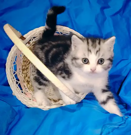 Шотландская кошечка котенок., фотография 3