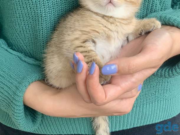 Шикарный шотландский котёнок, фотография 2