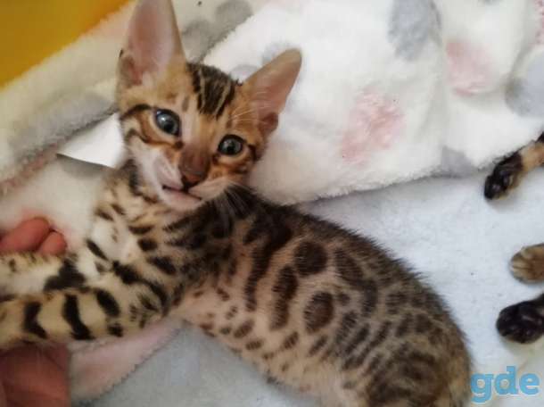Бенгальские котята, фотография 4