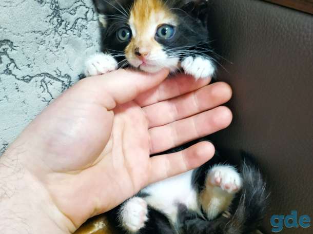 Красивые котята, фотография 4