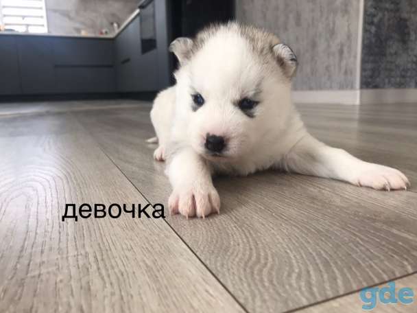Щенки хаски, фотография 2