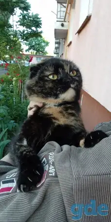 Кошка в добрые руки, фотография 1