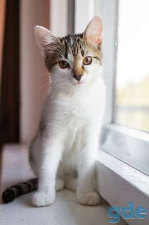 Котята ищут дом, фотография 2