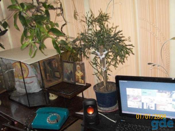 живу одна нужна пенсионерка-компаньонка сдам комнату, фотография 2