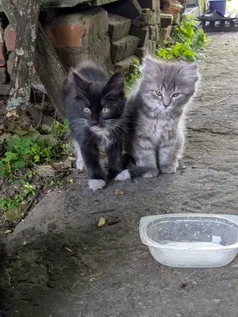 Класные котята, фотография 3