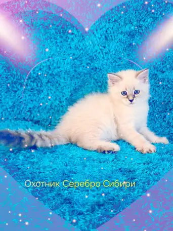 невские маскарадные котята-резерв, фотография 6