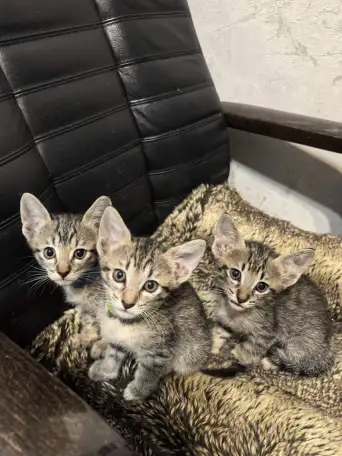 Ориентальные котята, фотография 5