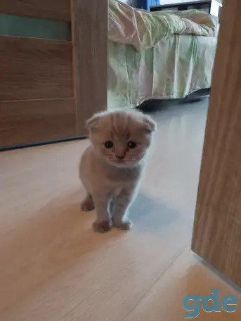 Шотландские котята, фотография 9