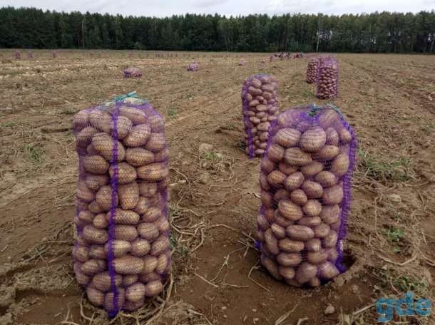 Картофель Крупный. Честные цены, фотография 2