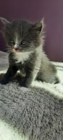 Котята ищут дом, фотография 2