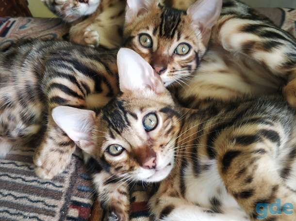Бенгальский котенок, фотография 9