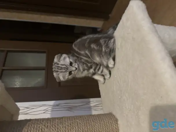Шотландские котята, фотография 2