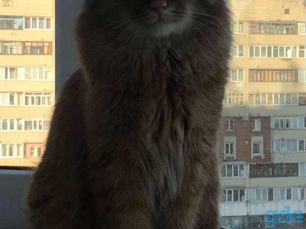 Пропал кот в новогоднюю ночь!, фотография 2