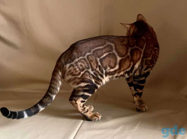 Бенгальские котята, фотография 1