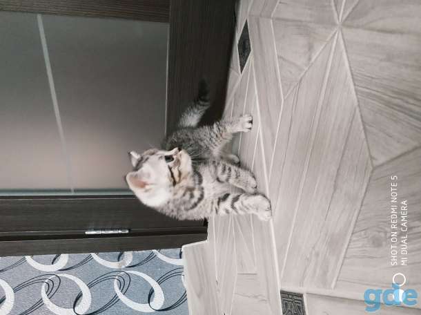 Шотландские котята, фотография 4