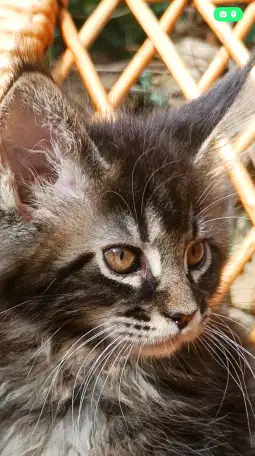 Котята Мейн-кун, фотография 6