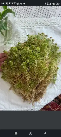 Мох сфангум Магеланский (живой), фотография 2