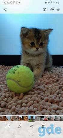 Котята, фотография 5