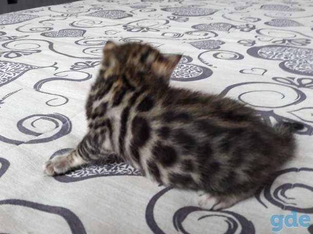 Бенгальские котята, фотография 4