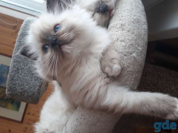 Рэгдолл котята, фотография 4