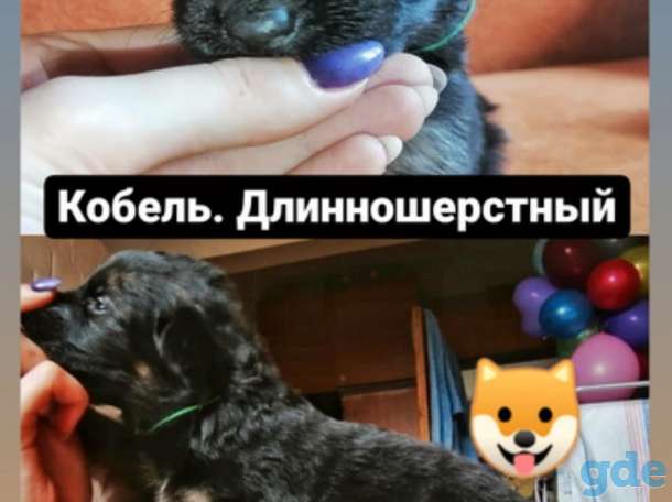 Щенки немецкой овчарки, фотография 2