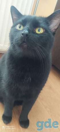 Котики ищут дом, фотография 1