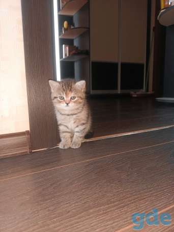 Шотландский котенок, фотография 1
