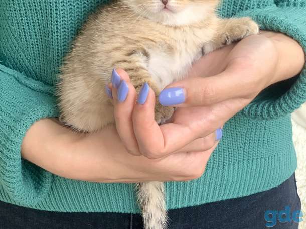 Шикарный шотландский котёнок, фотография 11