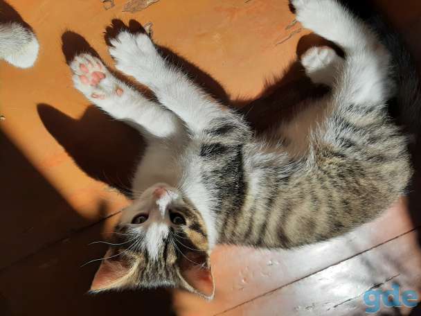 Котята в хорошие руки, фотография 10