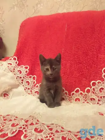 Котята в хорошие руки, фотография 2
