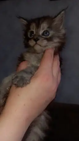 Мейнкун, фотография 1