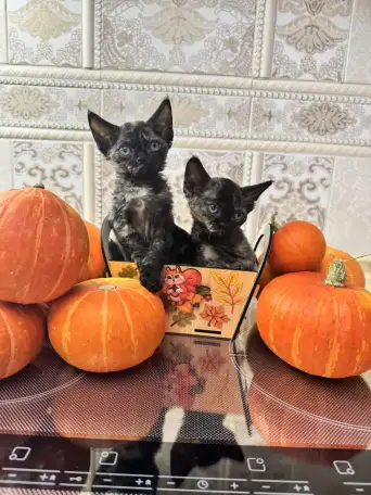 Девон Рекс котята, фотография 2