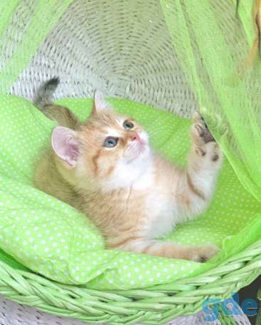 Котята шотландские ЗОЛОТАЯ ШИНШИЛЛА, фотография 6