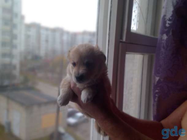 Продам щенка помесь болонки, мальчик, фотография 1