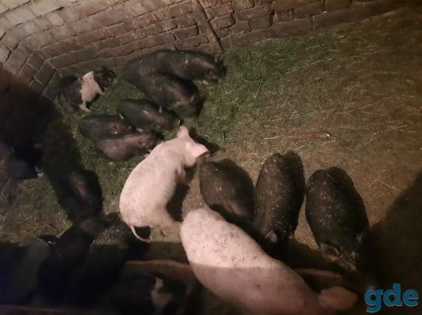 Продам поросят вьетнамских свиней, фотография 1