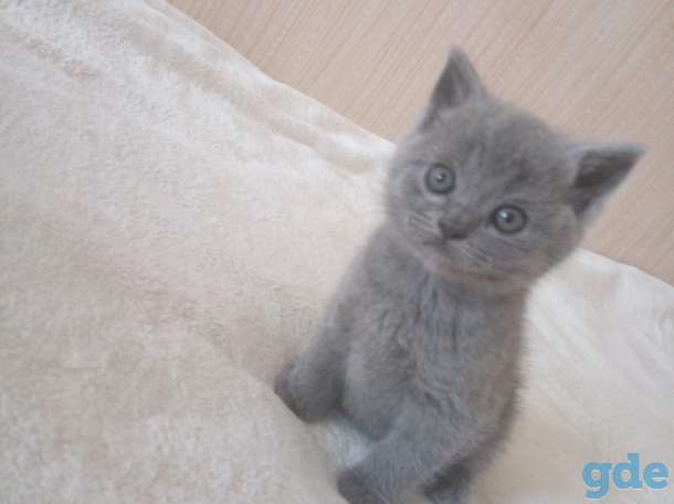 Шотландские котята, фотография 3