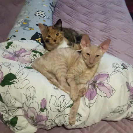 Котята, фотография 3