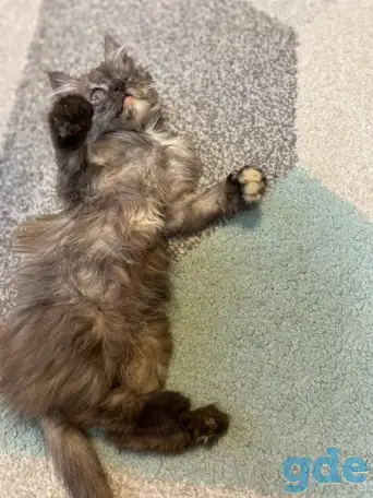 Чудесные котята, фотография 1