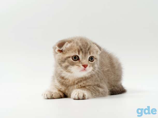 Британская короткошерстная, фотография 9