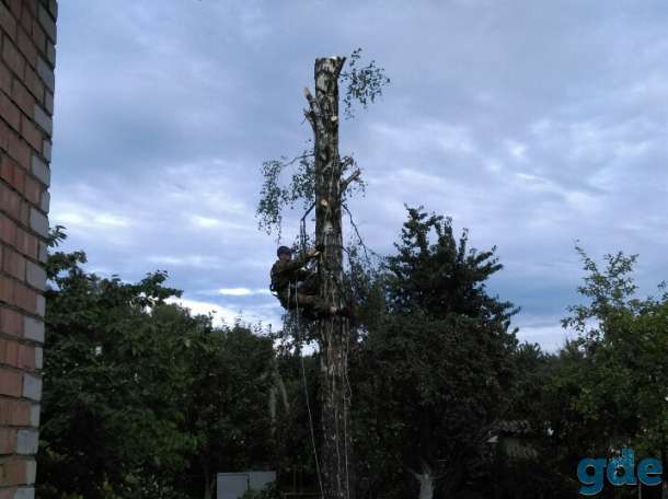 Кронирование и спил деревьев!, фотография 2