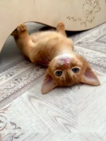 Абиссинские котята, фотография 1