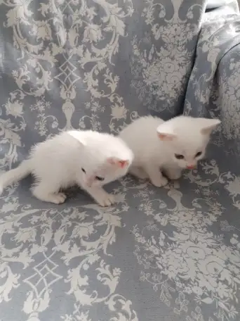 Красивые котята в дар, фотография 3