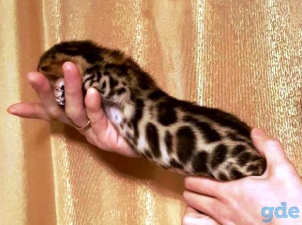 Питомник бенгальских кошек., фотография 3